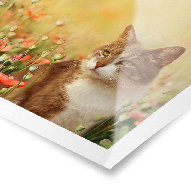 Floral canvas Cat In A Field Of Poppies