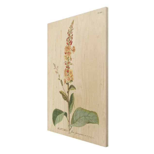 Vintage wood prints Vintage Botanical Illustration Mullein