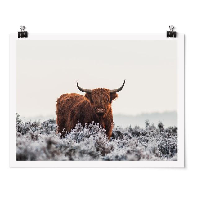 Posters animals Bison In The Highlands