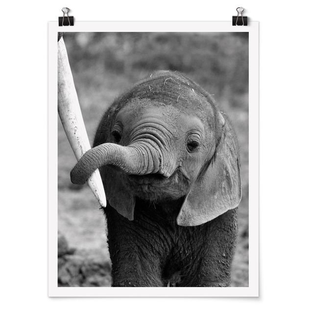 Posters black and white Baby Elephant