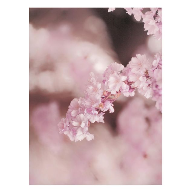 Magnet boards flower Cherry Blossoms In Purple Light