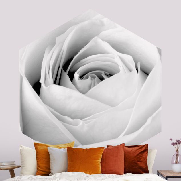 Wallpapers rose Close Up Rose