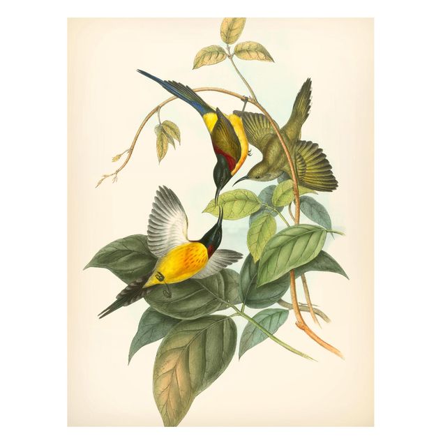 Magnet boards flower Vintage Illustration Tropical Birds IV