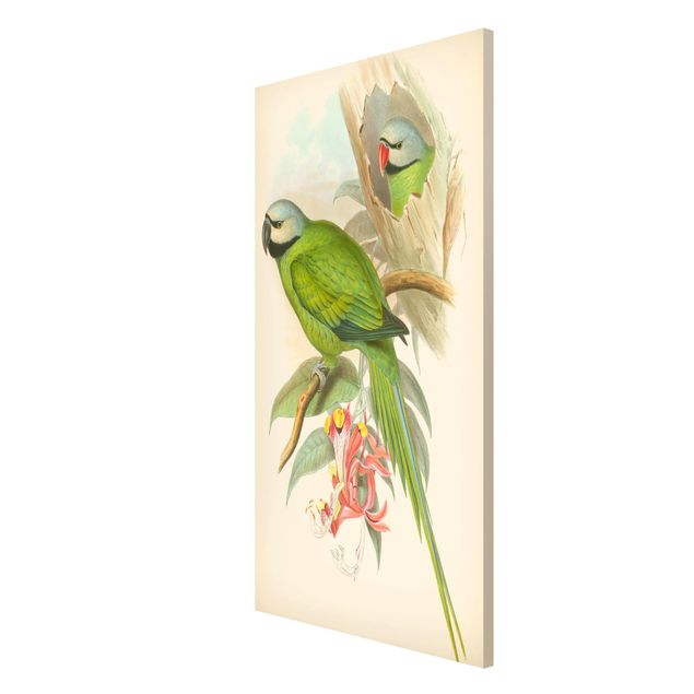 Prints floral Vintage Illustration Tropical Birds II