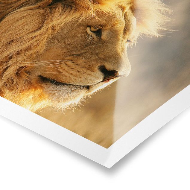Posters animals King Lion