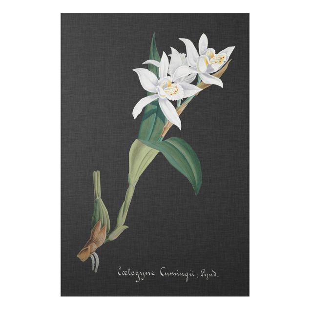 Orchid wall art White Orchid On Linen II
