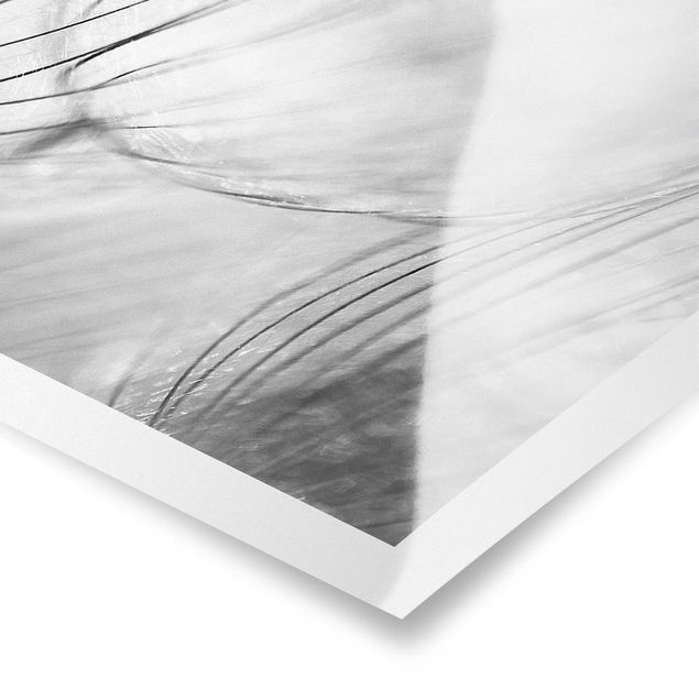 Prints Dandelions Macro Shot In Black And White