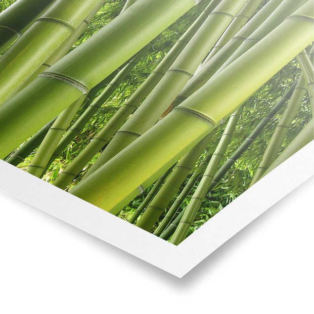 Bamboo print Bamboo Trees