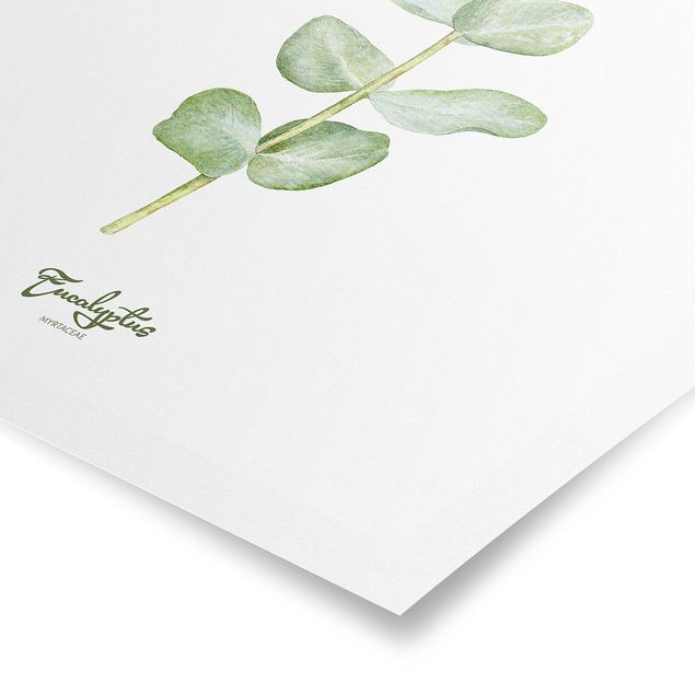 Prints Watercolour Botany Eucalyptus