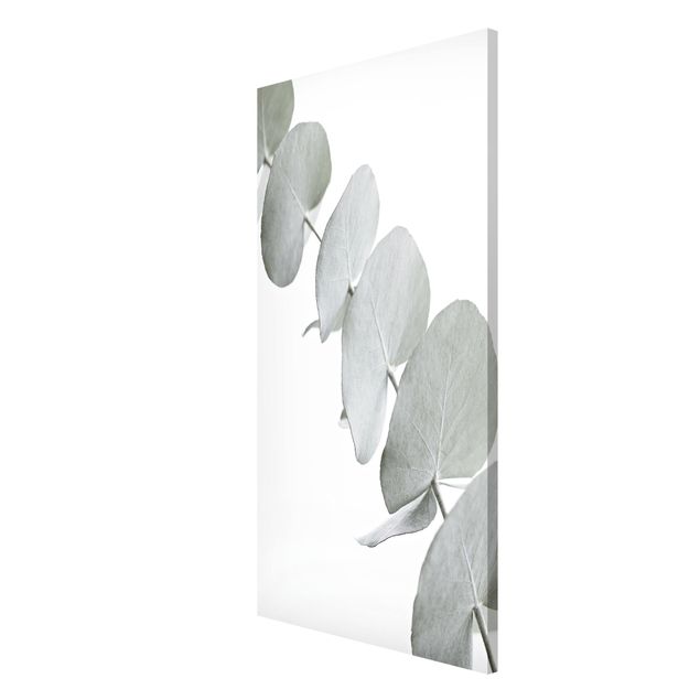 Floral canvas Eucalyptus Branch In White Light