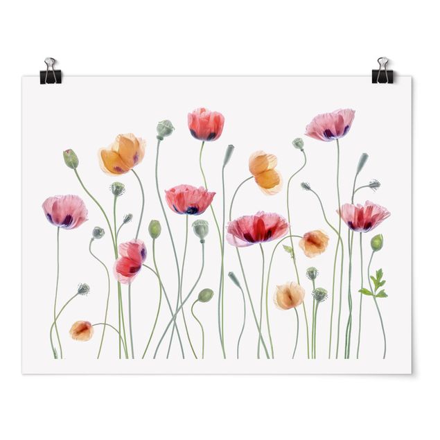 Floral picture Poppy Party
