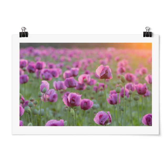 Floral prints Purple Poppy Flower Meadow In Spring