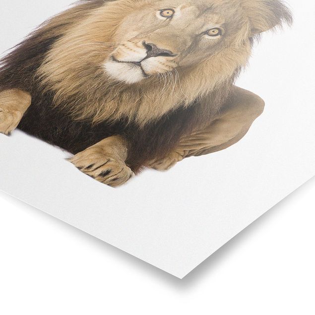 Modern art prints King Lion ll