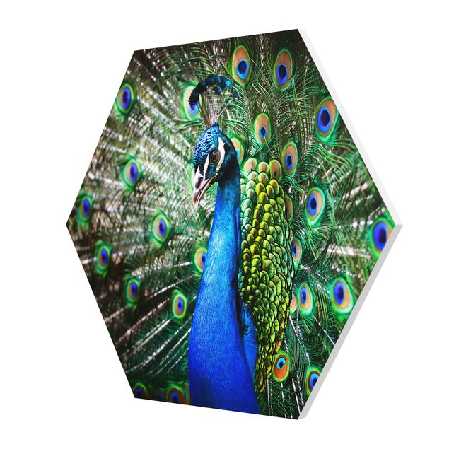 Prints blue Noble Peacock