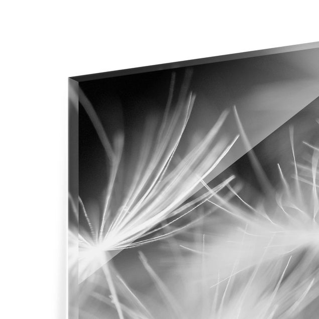 Glass Splashback - Moving Dandelions Close Up On Black Background - Panoramic