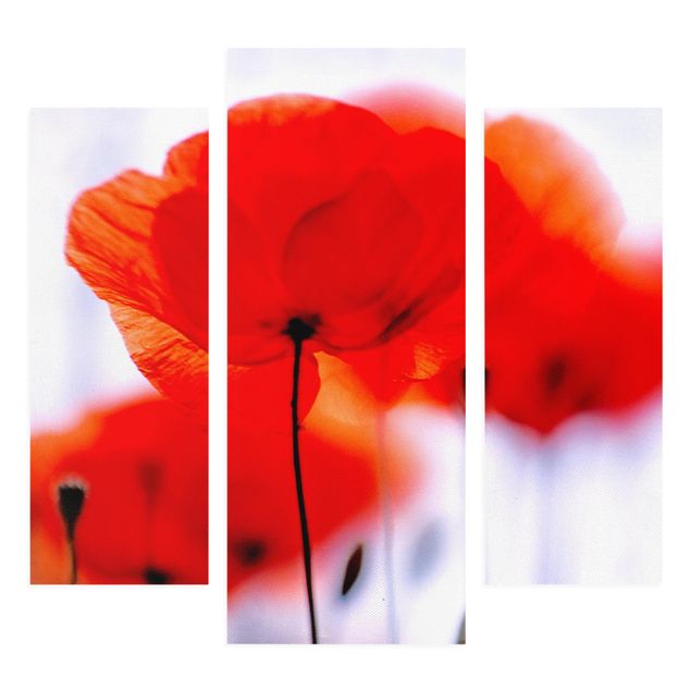 Floral picture Magic Poppies