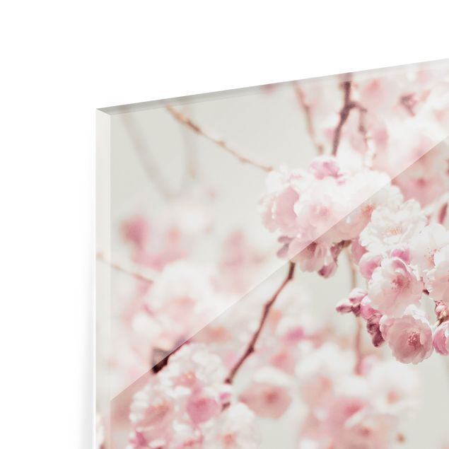 Splashback - Dancing Cherry Blossoms - Landscape format 3:2