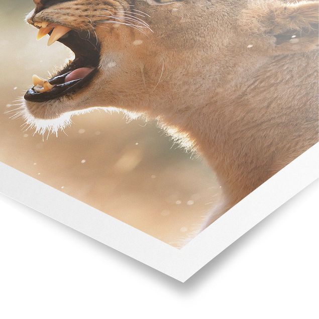 Beach canvas art Lioness on the hunt