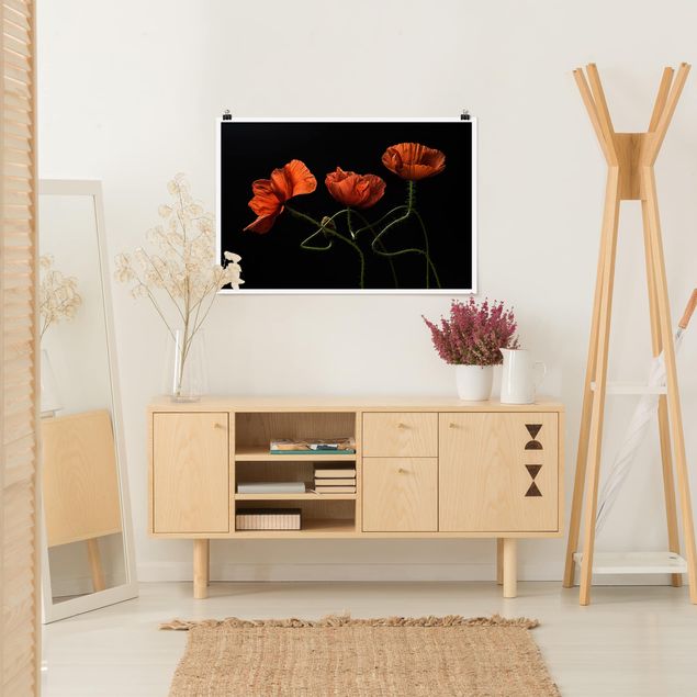 Floral canvas Poppies At Midnight