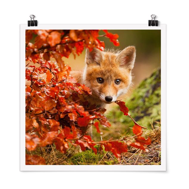 Prints trees Fox In Autumn