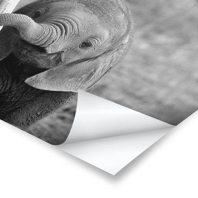 Prints Baby Elephant