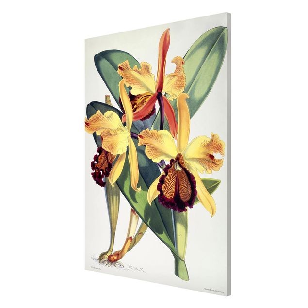 Orchid canvas Walter Hood Fitch - Orchid