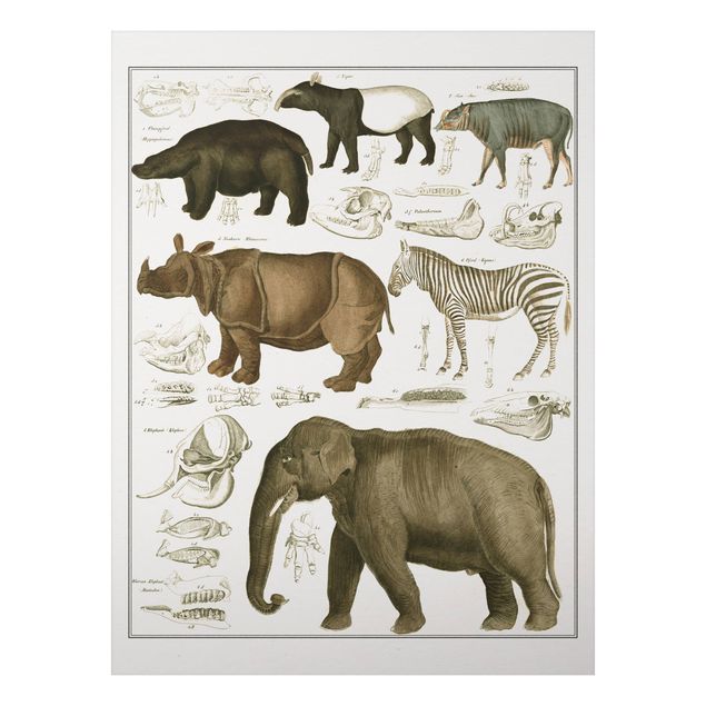Prints elefant Vintage Board Elephant, Zebra And Rhino