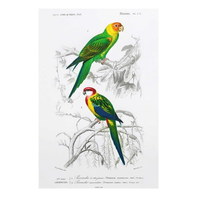 Prints green Vintage Wall Chart Two Parrots Green Red