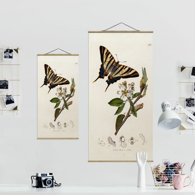 Prints floral John Curtis - A Scarce Swallow-Tail Butterfly