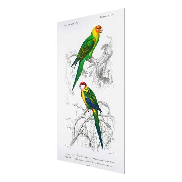 Prints Vintage Wall Chart Two Parrots Green Red