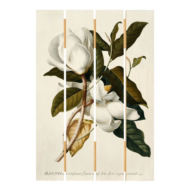 Prints Georg Dionysius Ehret - Magnolia
