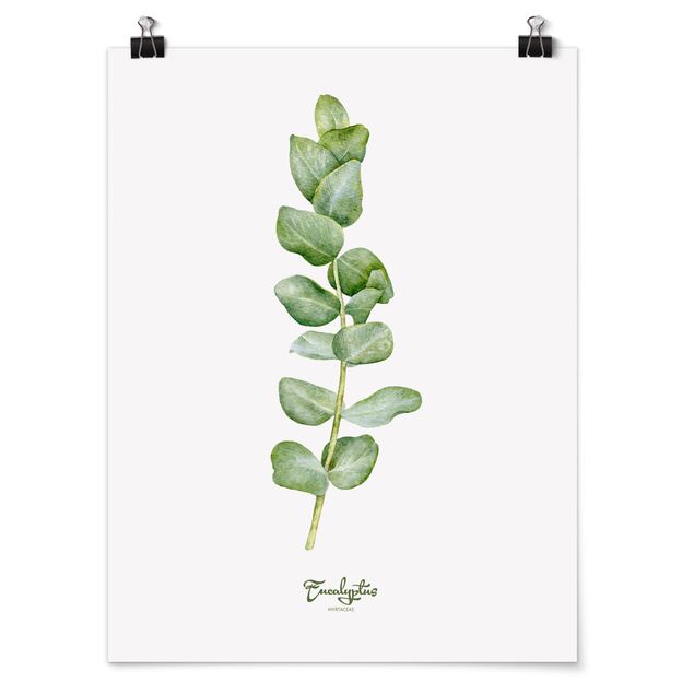 Prints flower Watercolour Botany Eucalyptus