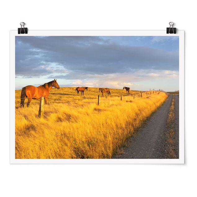 Animal wall art Field Road And Horse In Evening Sun