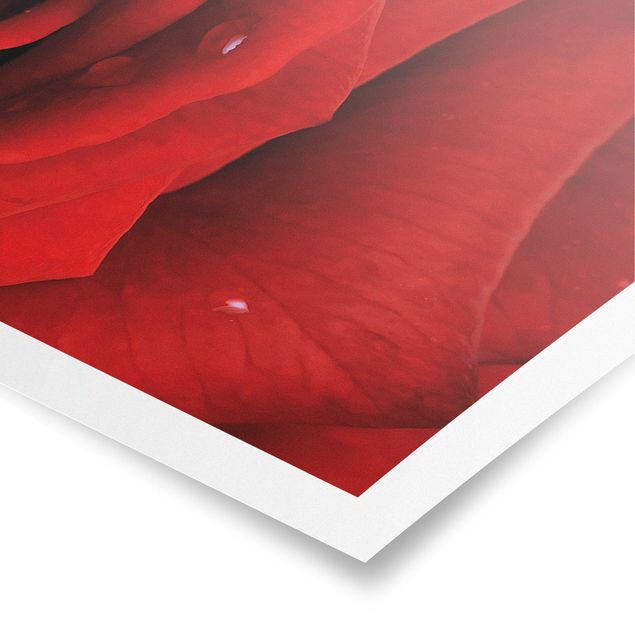 Red canvas wall art Red Rose With Water Drops