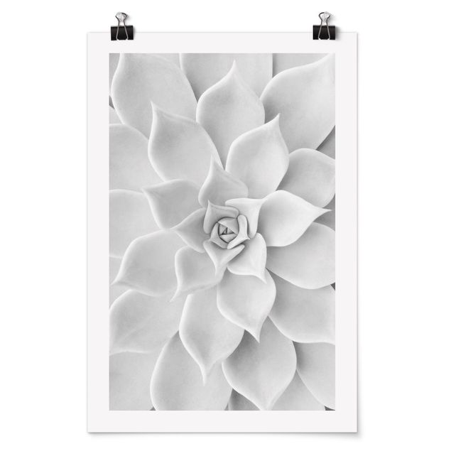 Posters black and white Cactus Succulent