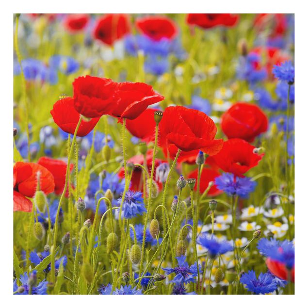 Prints poppy Summer Meadow With Poppies And Cornflowers
