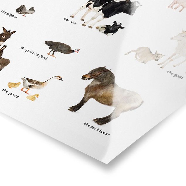 Poster print Farm Animals