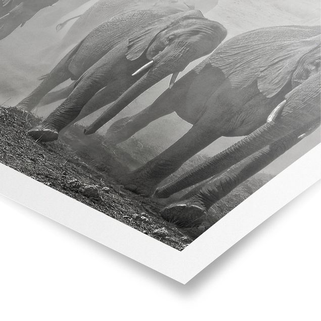 Black and white poster prints Herd Of Elephants