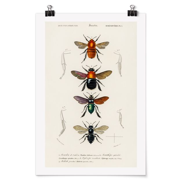 Retro wall art Vintage Board Insects