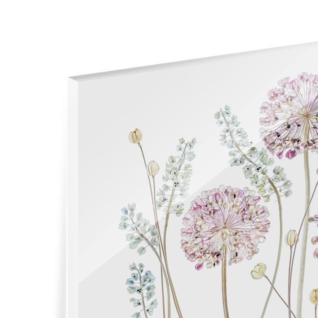 Glass Splashback - Allium Illustration - Panoramic