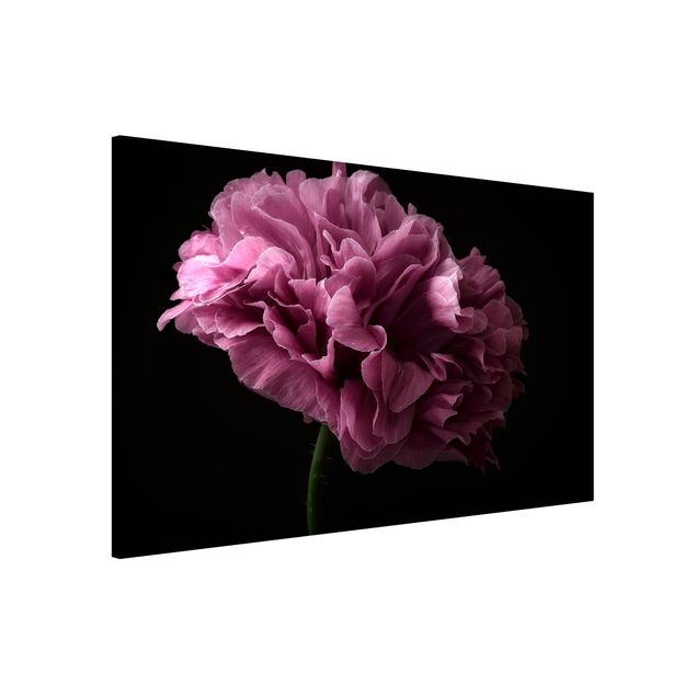 Kitchen Proud Peony In Front Of Black