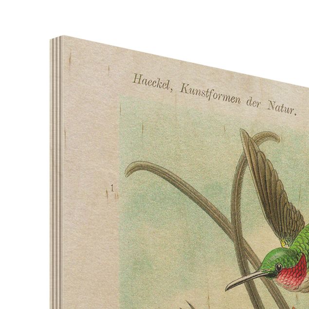 Prints on wood Vintage Board Hummingbirds