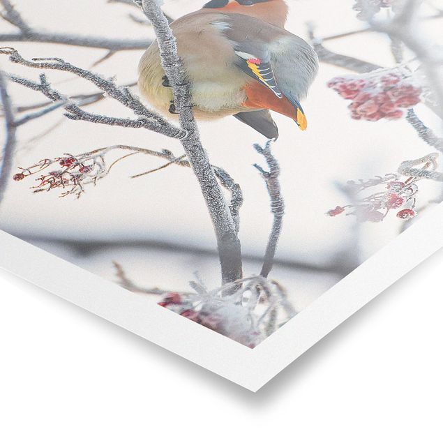 Prints modern Waxwing on a Tree