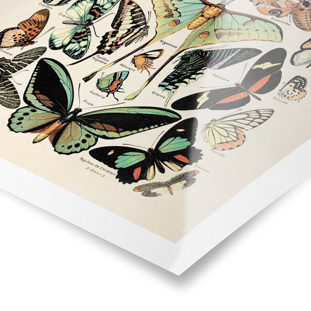 Wall art turquoise Vintage Board Butterflies And Moths