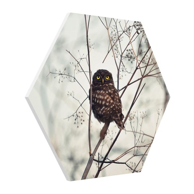 Forex prints Owl In The Winter
