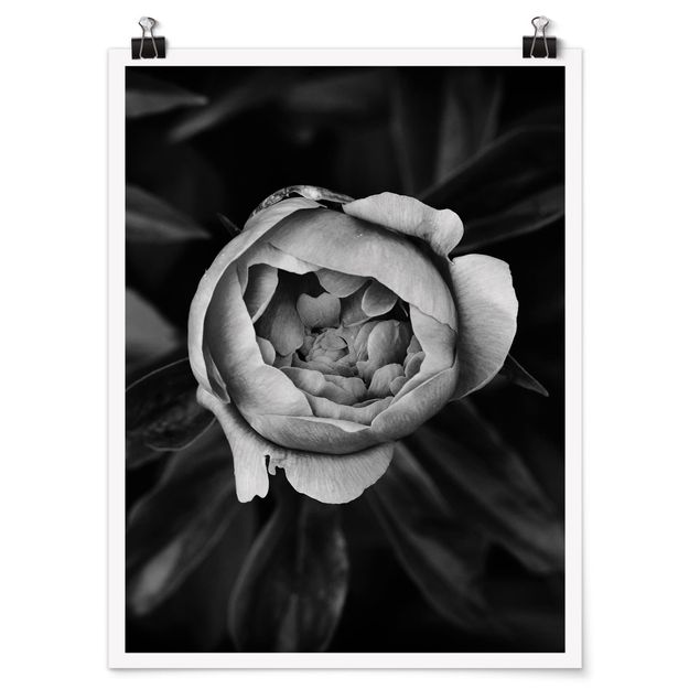 Black and white poster prints Peonies In Front Of Leaves Black And White