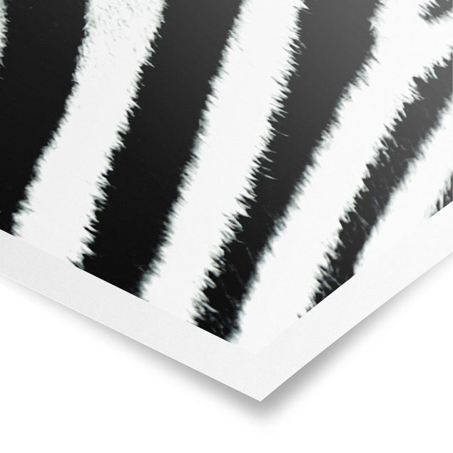 Modern art prints Zebra Crossing