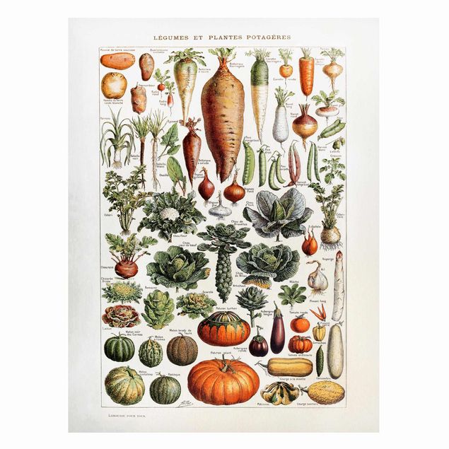 Fruit and vegetable prints Vintage Board Vegetables
