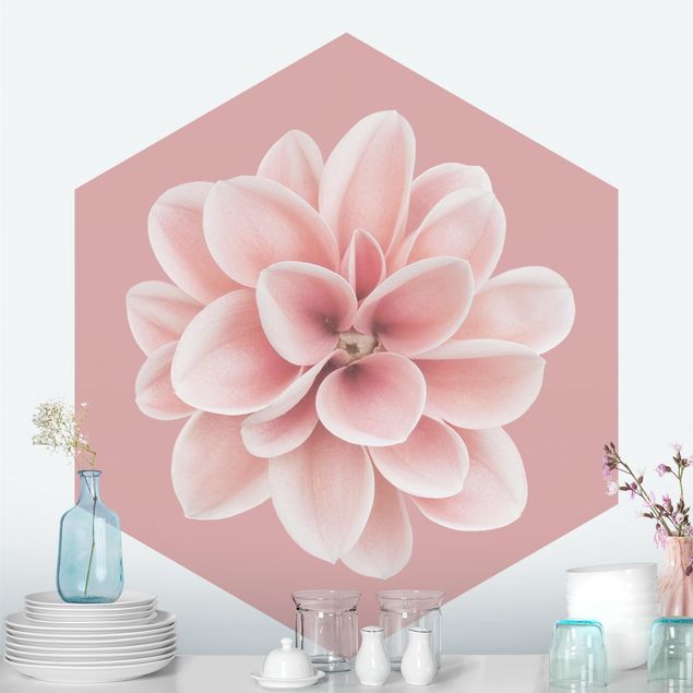 Wallpapers flower Dahlia On Blush Pink