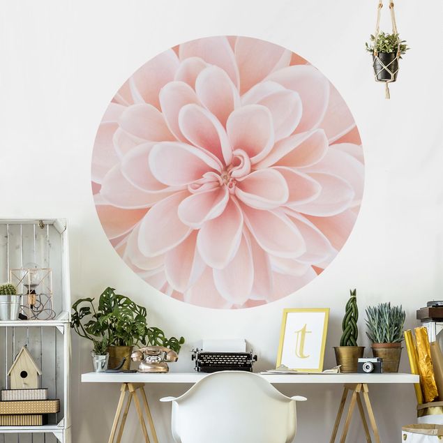 Wallpapers flower Dahlia In Pastel Pink